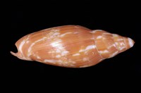 藏品(哈氏渦螺)的圖片